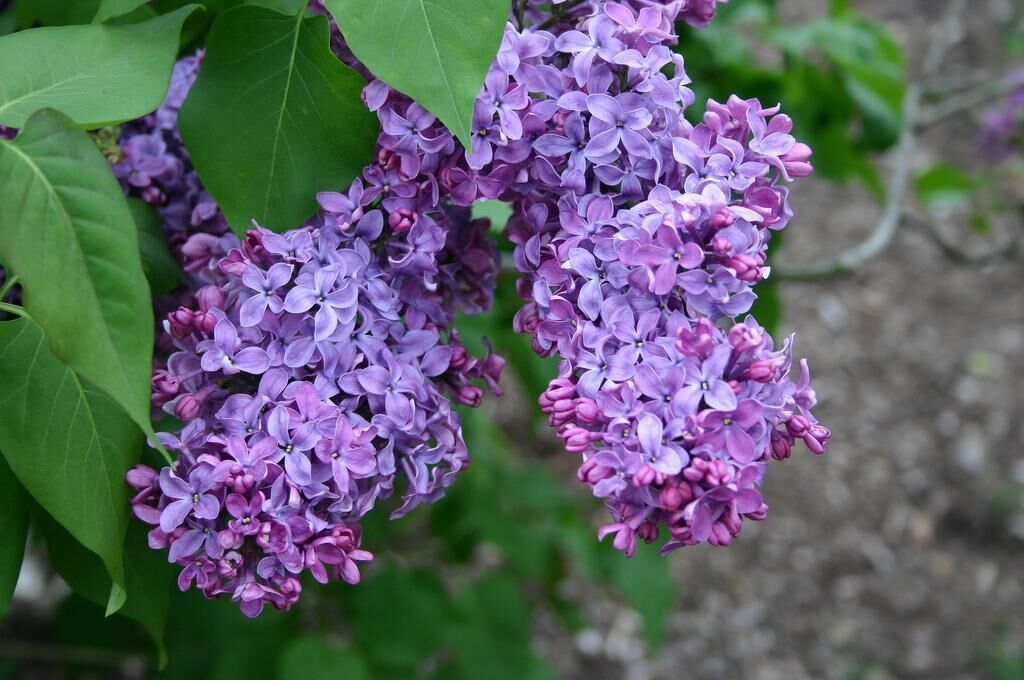 #43. Lilac